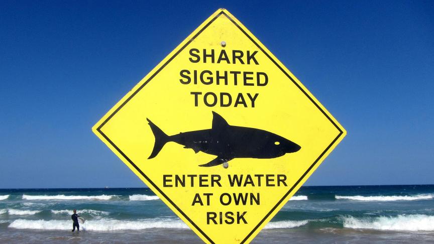 Les requins sèment la zizanie en Australie.
