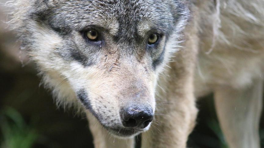 Cinq loups ont été signalés en Wallonie ces dernières années.