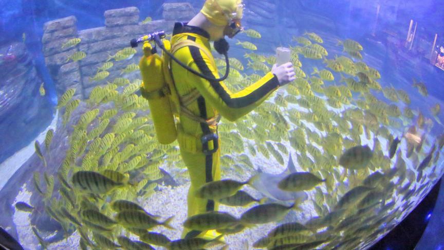 Un plongeur nourrit des poissons dans un aquarium de Yantai City, en Chine, et se retrouve encerclé.