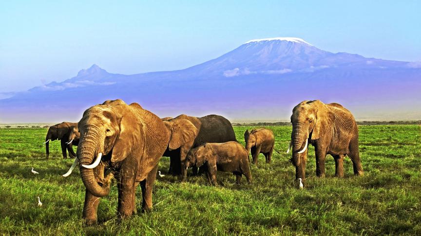 Chaque année, ce sont près de 20.000 éléphants d’Afrique qui sont tués pour alimenter le commerce illégal de l'ivoire.