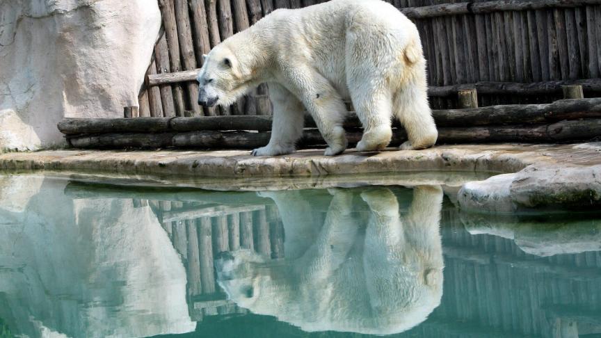 Un ours polaire du zoo d’Amnéville