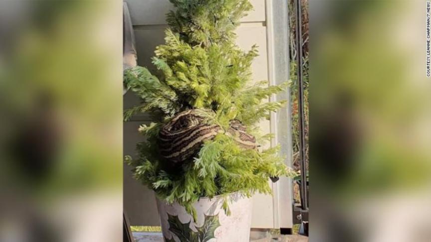 Screenshot_2019-12-14 Woman finds 10-foot python in her Christmas tree