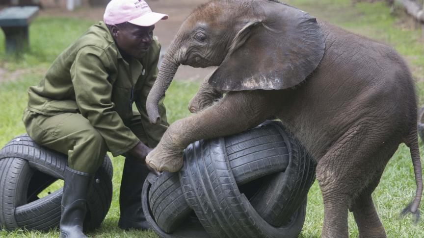 Éléphant sauvé de la sécheresse au Zimbabwe par une association.