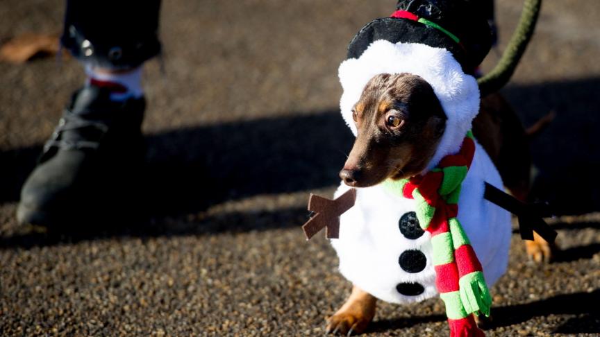 Marche annuelle de Noël de chiens saucisse à Hyde Park le 15 décembre dernier.