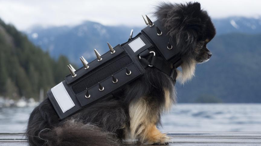 Au Canada, des chiens portent des protections pour lutter contre les prédateurs.
