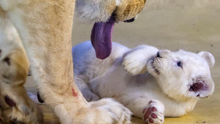 La lionne Kiara joue avec l’un de ses trois lionceaux blancs au zoo de Magdebourg en Allemagne. Les jeunes lions sont nés le 11 novembre 2019.