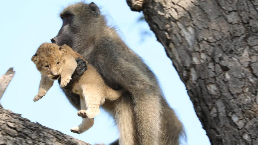 Un babouin qui s’occupe d’un lionceau. Et, ça rappelle quelque chose à quelqu’un, cette histoire
?