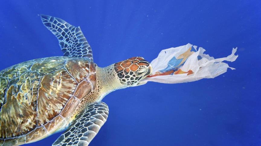 Mortelle confusion. Les tortues confondent sacs en plastique et méduses.