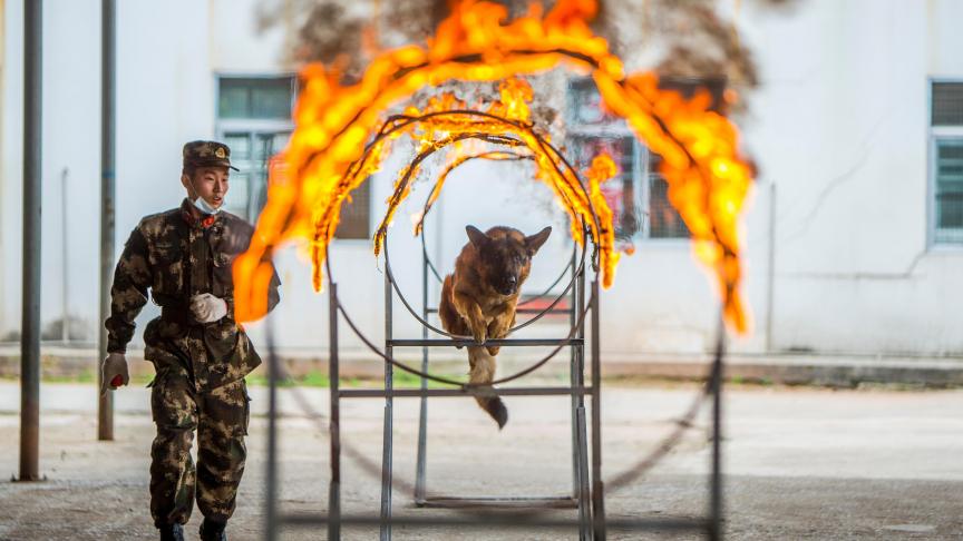 Chien de l’armée en train de sauter à travers des anneaux de feu pendant un entraînement à Nanning en Chine.