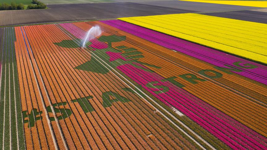 Message de soutien durant la pandémie de coronavirus, dans un champ de tulipes aux Pays-Bas.