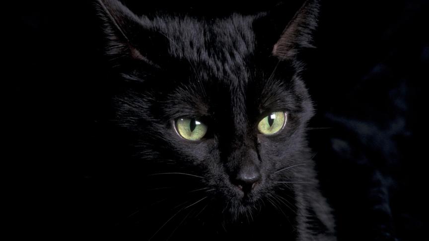 Le chat noir fut longtemps chassé et persécuté durant le Moyen Âge, compagnon «
naturel
» des sorcières selon la croyance populaire.