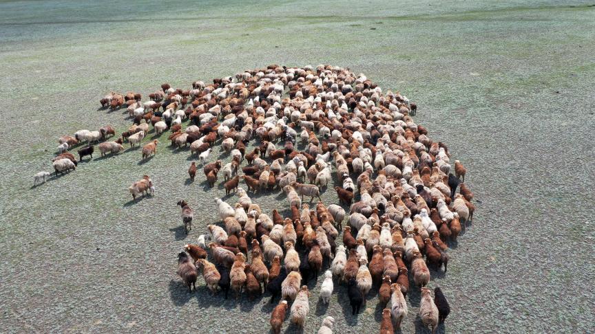 Les bergers emmènent leurs moutons vers le pâturage d’été à Bortala en Chine.