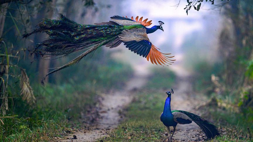 Deux paons qui se battent pour un territoire déterminé, en Inde. Spectacle magique
!