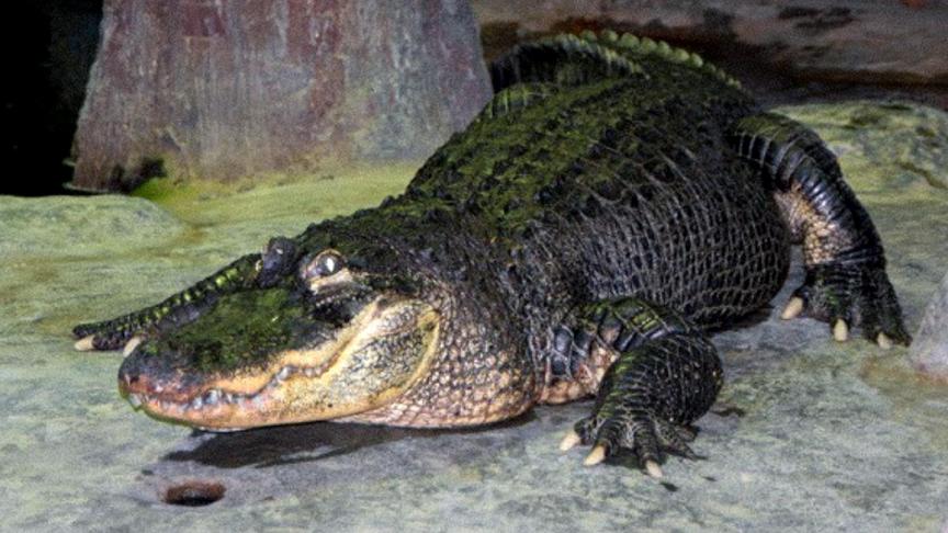 L’alligator Saturne s’est éteint à l’âge exceptionnel de 84 ans.