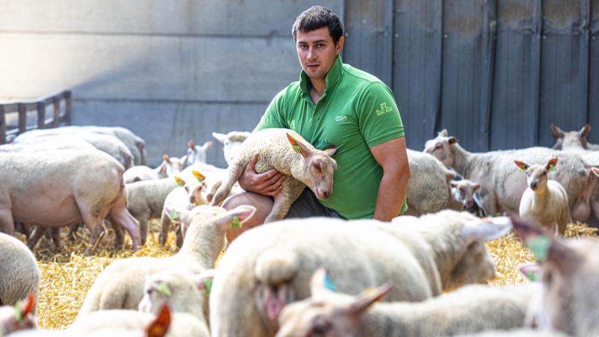 Antoine Mabille a 920 moutons et son objectif pour l’an prochain est d’arriver à 1.200, pour atteindre la rentabilité.