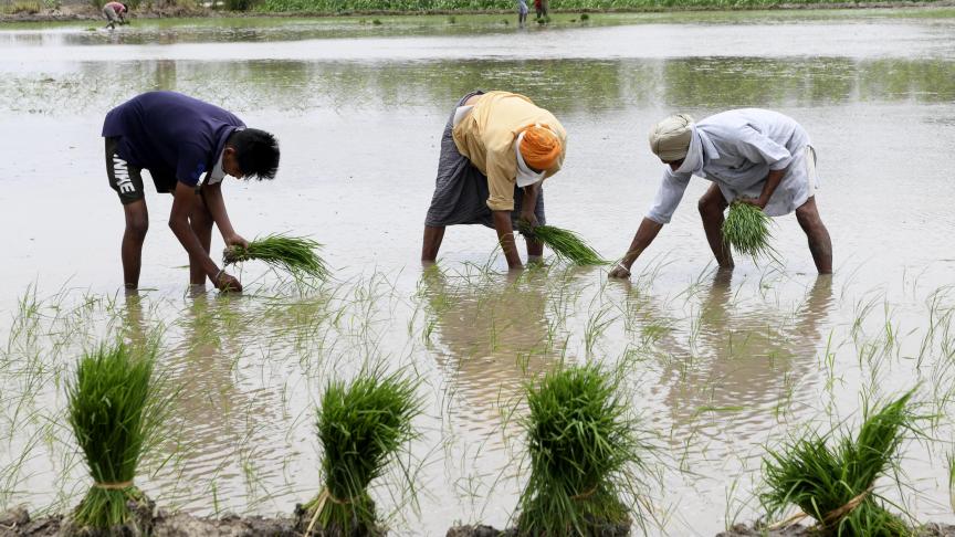 Des agriculteurs travaillent dans une rizière à la périphérie d’Amritsar en Inde.