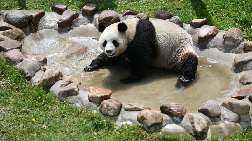Dans un parc animalier à Changchun en Chine, un panda joue dans l’eau pour se rafraichir durant les fortes chaleurs.