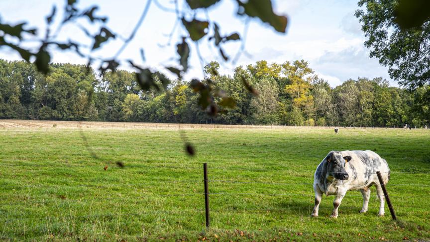 Philippe Baret :  « La Wallonie reste  une terre d’élevage,  à condition de miser  sur les spécificités  régionales ».