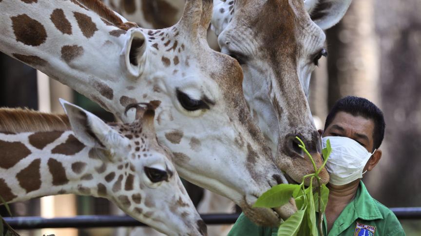 Un gardien de zoo portant un masque nourrit les girafes au zoo de Ragunan avant sa réouverture après des semaines de fermeture, à Jakarta, en Indonésie.