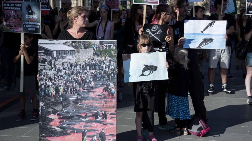 Manifestation en 2015 contre le massacre des dauphins aux Iles Féroé.