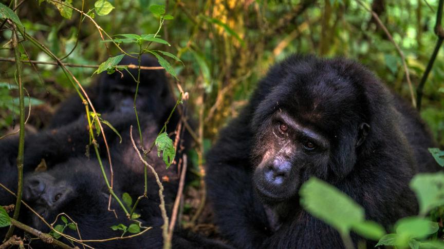 Gorilles en Ouganda