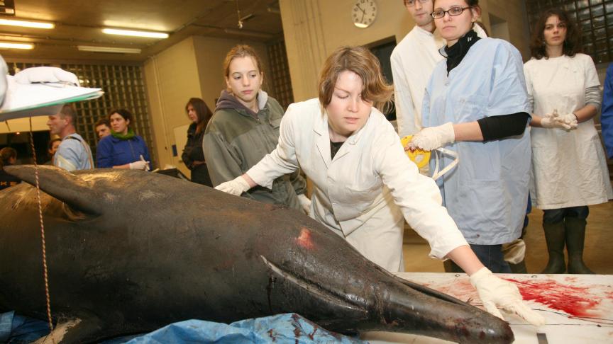 Une baleine à bec avait également été emmenée à la Factulté de médecine vétérinaire de Liège en 2008.