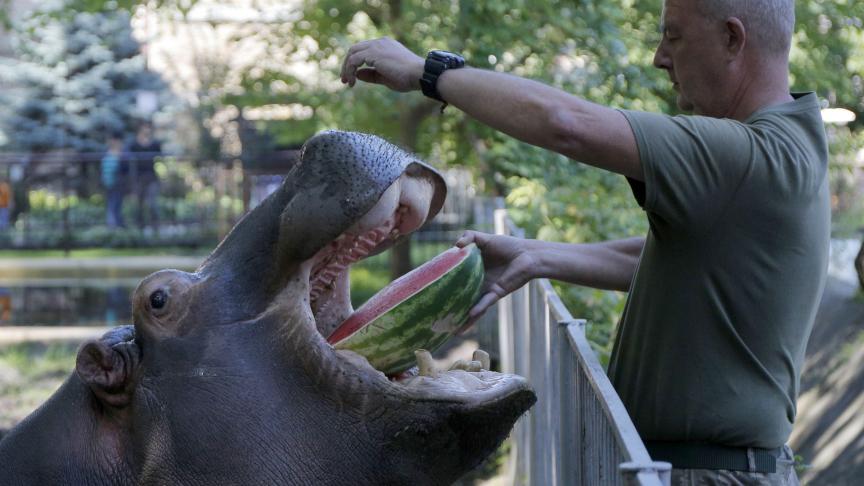 Lili reçoit un pastèque à mangeur de la part d’un employé du Central Zoo de Kiev, en Ukraine. Un régal pour cet hippopotame.