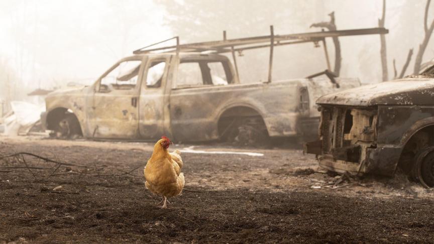 Un coq déambule près de carcasses de voitures après un incendie survenu dans l’Oregon.