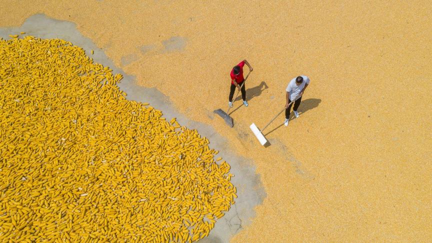 Des agriculteurs cultivent du maïs en Chine.