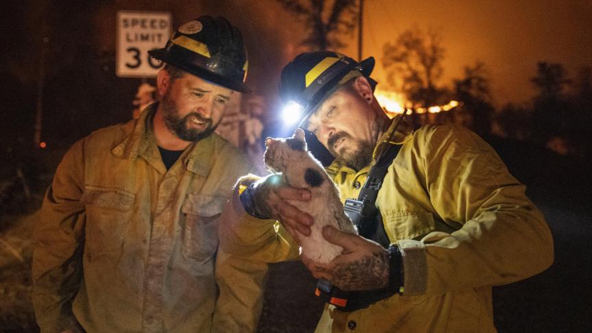 Sauvetage d’un chaton par des pompiers en Californie.