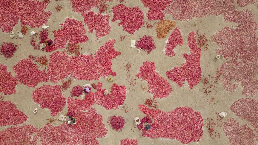 Vue aérienne de personnes en train de faire sécher des poivrons rouges dans un champ de Kuqa en Chine.