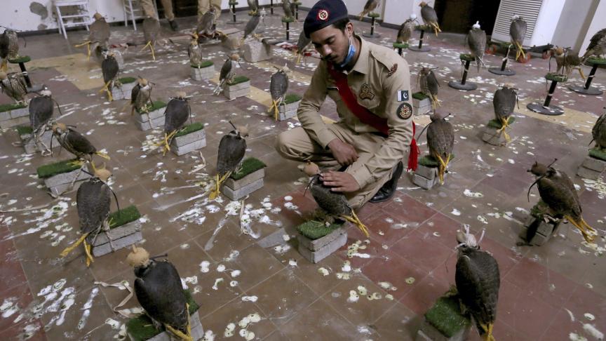 Un agent des douanes pakistanaises se trouve à côté des faucons confisqués, exposés pour les médias, à Karachi, au Pakistan.