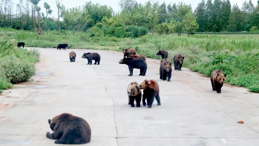 Un groupe d’ours photographié au Shanghai Wild Animal Park en 2019.
