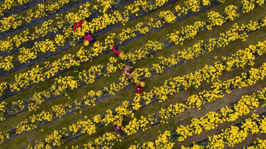 Des agriculteurs récoltent des chrysanthèmes qui seront transformés en thé, à Xiangyang en Chine.