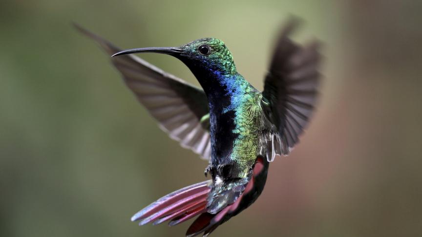 Un colibri vole dans le jardin de Leonor Pardo à San Francisco de Sales, près de Bogota, en Colombie.