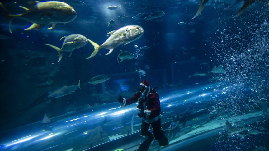 Pour sensibiliser la population à l’importance de protéger la vie marine, le personnel de l’aquarium AquaRio de Rio de Janeiro, au Brésil, habillé en Père Noël, plonge quotidiennement pour nourrir les requins jusqu’au jour de Noël.