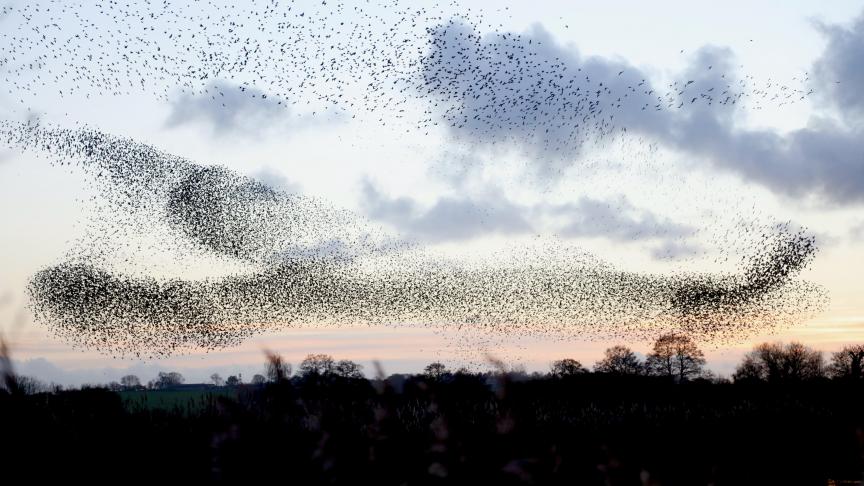 Des milliers d’étourneaux créent des formes étonnantes dans le ciel au Royaume-Uni.