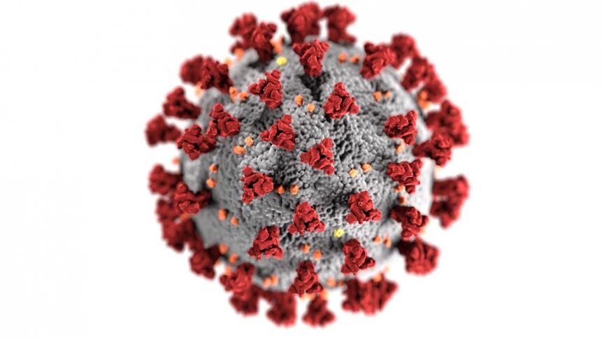 L’un des changements concerne la spicule, présente à la surface du virus, qui donne au coronavirus sa forme hérissée.