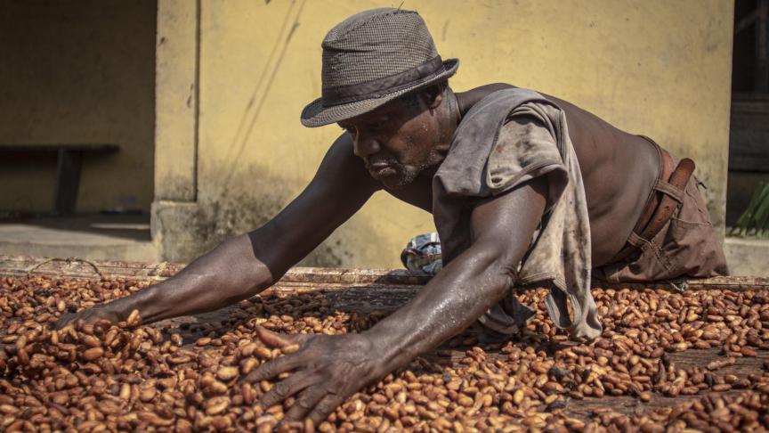 Un producteur de cacao étend des fèves pour les faire sécher au soleil dans la cour de sa maison à Asikasu, au Ghana.