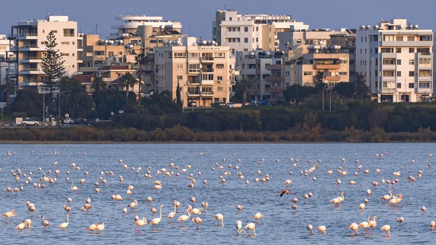 Flamants roses se nourrissant dans le lac salé près de la ville côtière chypriote de Larnaca.