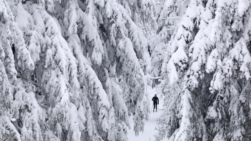 Un skieur de fond se déplace dans le paysage enneigé de la forêt de Thuringe à Oberhof, en Allemagne.