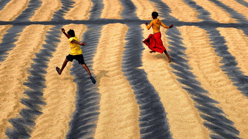 Des enfants jouent dans un champ de séchage du riz, en Inde.