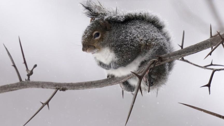 Un écureuil dans la neige aux Etats-Unis.