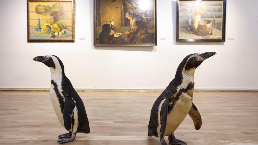 Pingouins du cirque Lasta-Rica au Musée régional d’art de Bryansk, en Russie.