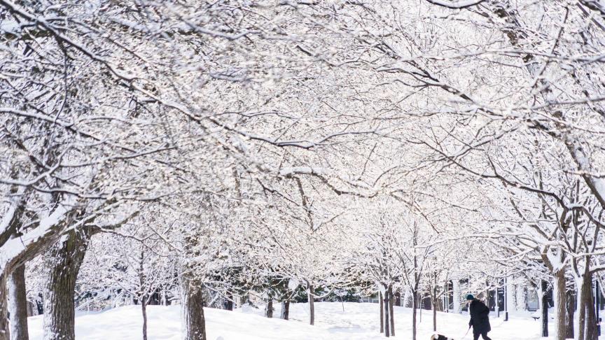 Un homme promène son chien sous des arbres recouverts de neige dans un parc à Montréal.