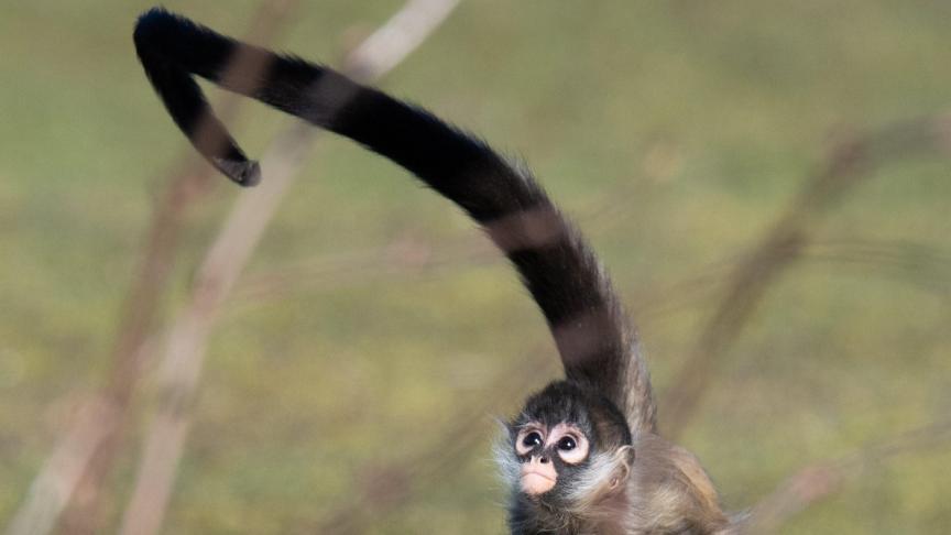 Un petit singe araignée dans le parc Serengeti en Allemagne.