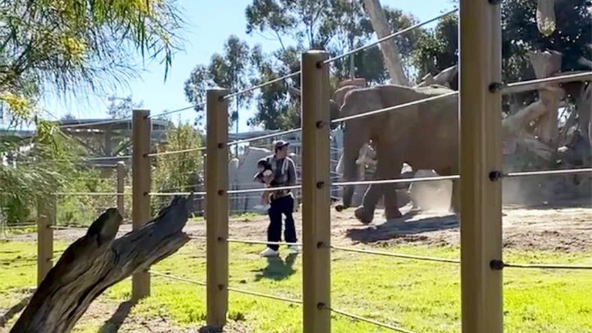 elephant-charges-man-and-2-year-old-from-viewer-video