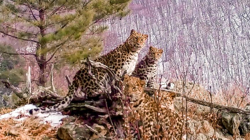 La mère léopard a été filmée avec ses trois petits.