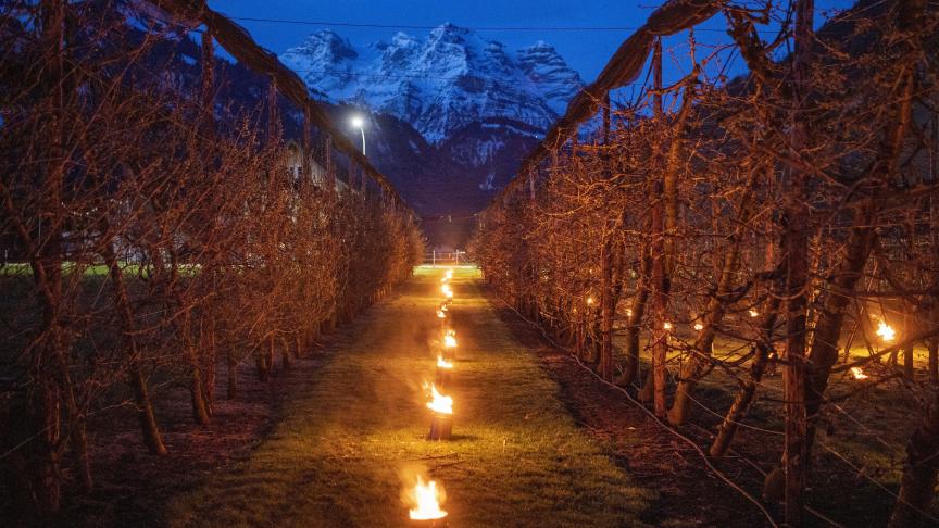Des bougies antigel brûlent au milieu des cerisiers pour protéger les bourgeons en fleurs et les fleurs du gel, à Oberdorf en Suisse.
