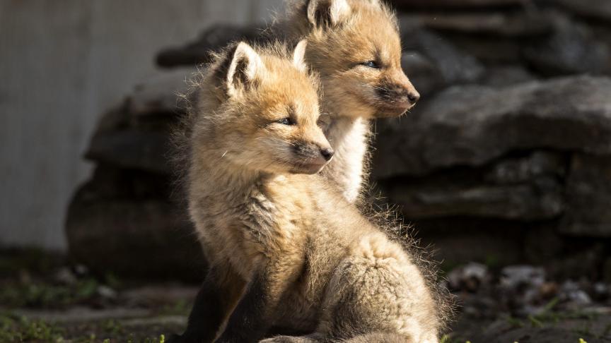 Les renardeaux de cette année commencent à sortir de leur terrier pour la première fois au Canada.